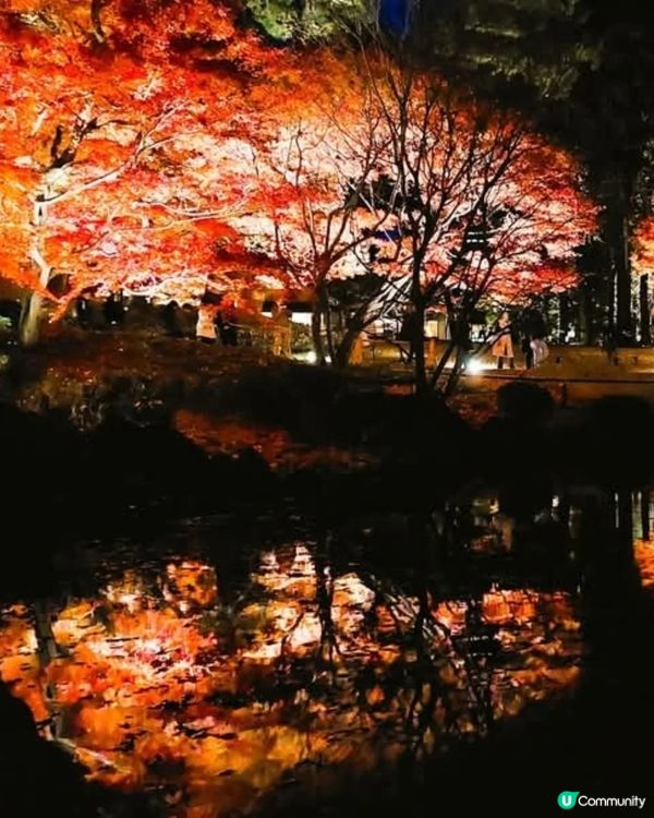 大田黑公園夜賞紅葉🍁🍂