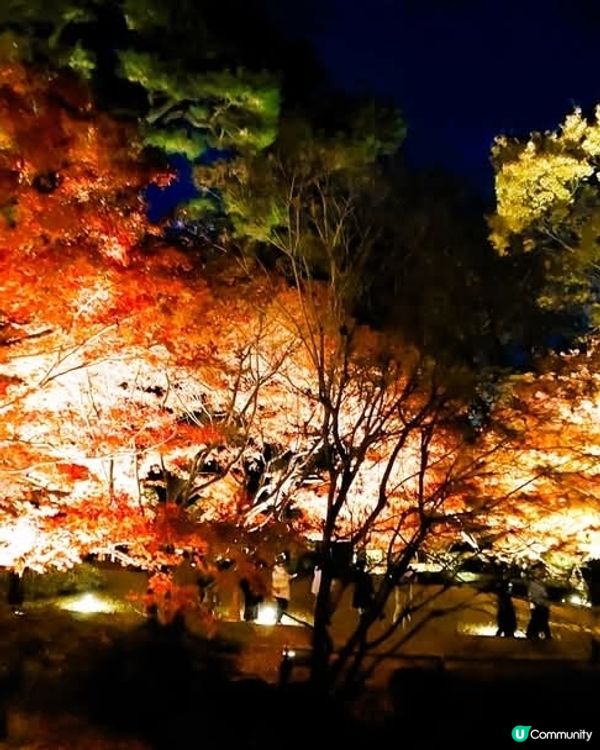 大田黑公園夜賞紅葉🍁🍂