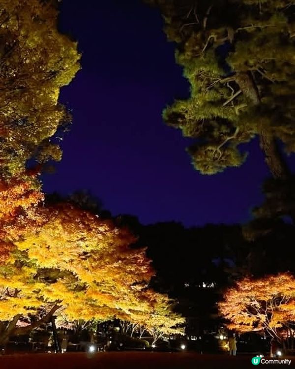 大田黑公園夜賞紅葉🍁🍂