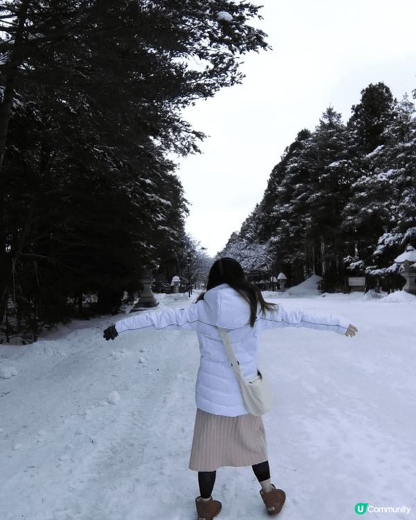 日本北海道的粉雪，美麗！大而活潑的北極熊，有活力！去了旭日動...