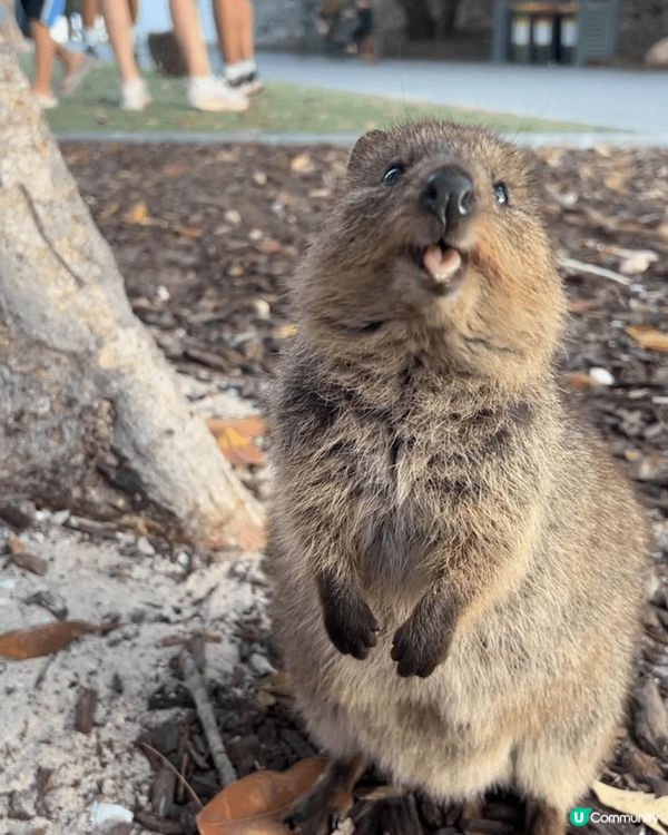 澳州鼠鼠，行街驚見巨兔仔，西貢某小島