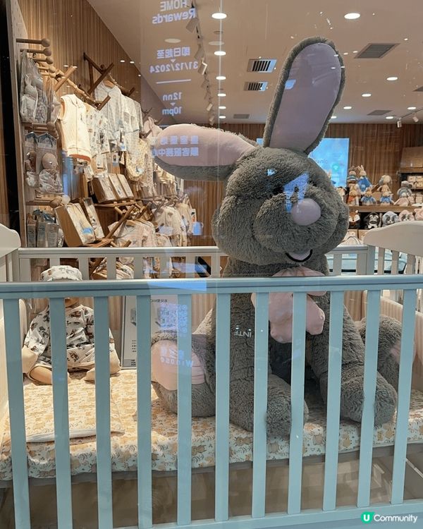 澳州鼠鼠，行街驚見巨兔仔，西貢某小島