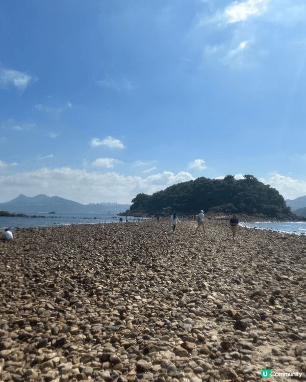 澳州鼠鼠，行街驚見巨兔仔，西貢某小島