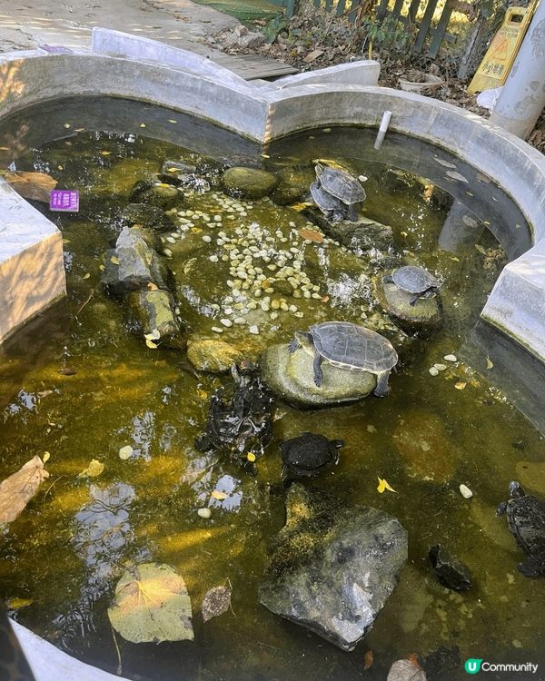 蝶豆花公園對有小朋友既人應該唔會陌生