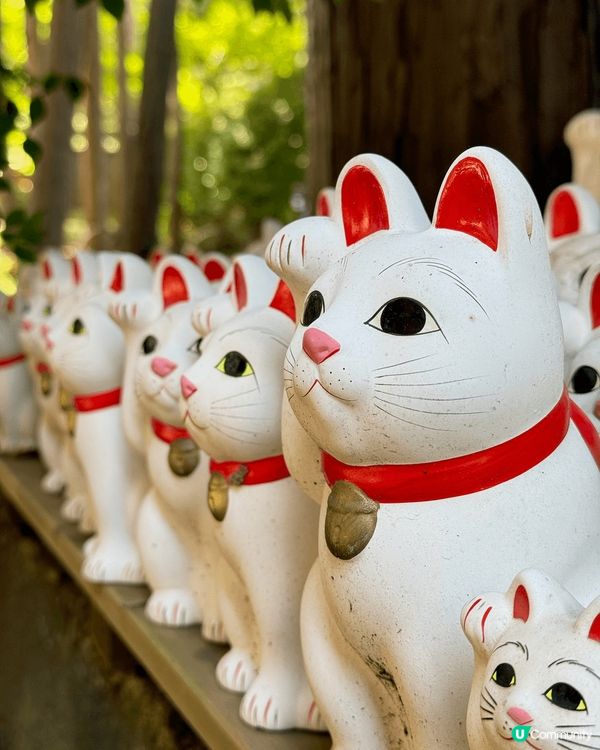 東京的《豪德寺》位於世田谷區，是招福貓發源地之一，古寺內有數...