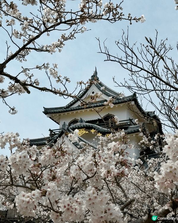 忍野八海遠眺富士山 下吉田熱門打卡聖地 大家來來回回過馬路為...