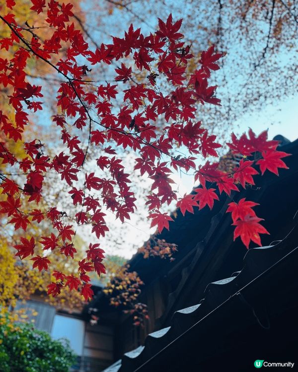 一次過睇晒紅葉同銀杏，冬日既大阪点都之行真係好正！