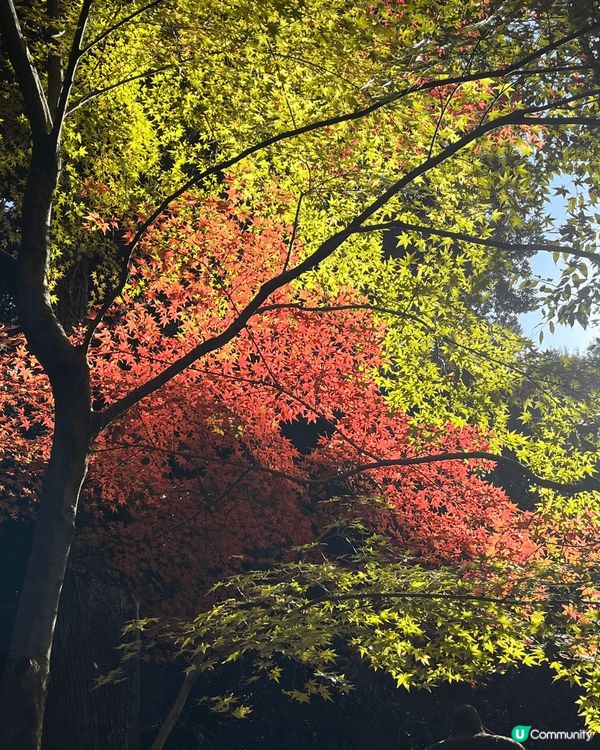 一次過睇晒紅葉同銀杏，冬日既大阪点都之行真係好正！