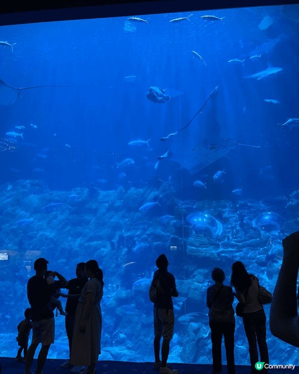 其實海洋公園都好好玩～ 特別係一家大細，睇睇海洋生物，又可以...