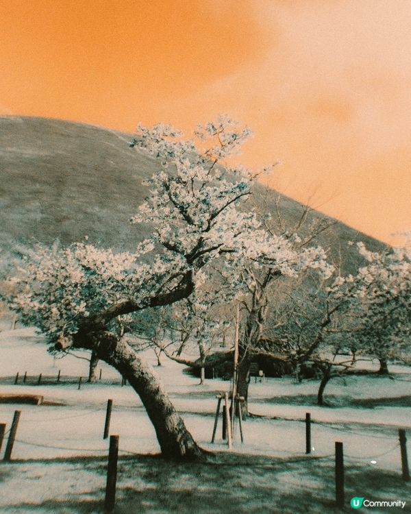 伊豆高原櫻花並木隧道，粉紅櫻吹雪落下了花雨。伊豆高原櫻花並木...