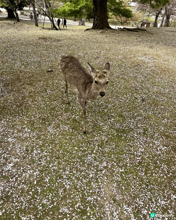 奈良鹿公園，配上櫻花，增添不少氣氛，是個很好的旅遊景點。
