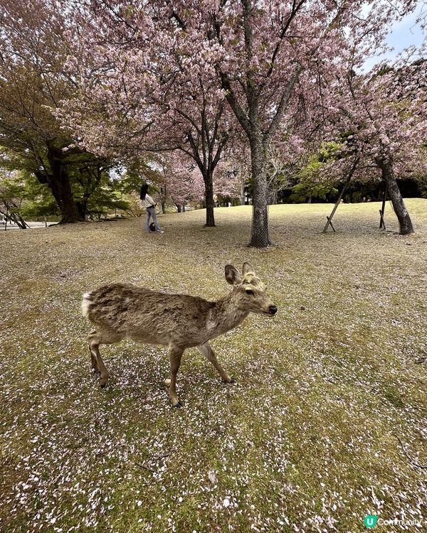 奈良鹿公園，配上櫻花，增添不少氣氛，是個很好的旅遊景點。
