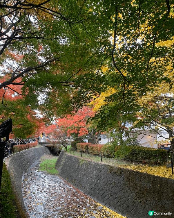 日本河口湖，紅葉好靚，好有節日氣氛