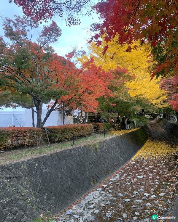 日本河口湖，紅葉好靚，好有節日氣氛