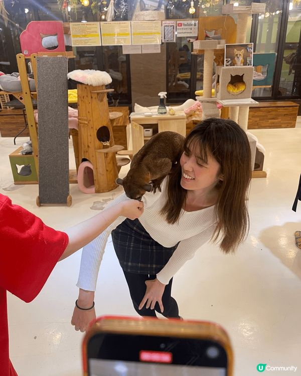 首爾有動物cafe，我專登去咗，真係見到好多動物，全部都好活...