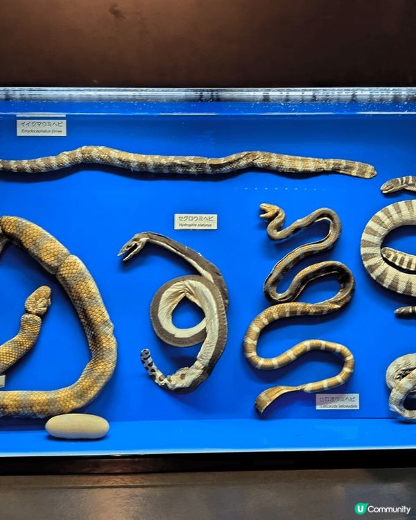 這是我上個月到日本沖繩影嘅短片同埋照片，好早之前就已經想去沖...