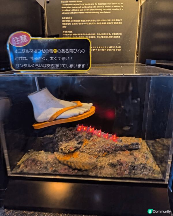 這是我上個月到日本沖繩影嘅短片同埋照片，好早之前就已經想去沖...