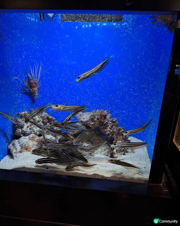 這是我上個月到日本沖繩影嘅短片同埋照片，好早之前就已經想去沖...