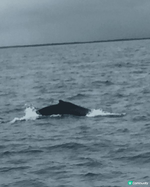 冰島旅程，浸溫泉、逛教堂、出海賞鯨、看千年冰山、漫步黑沙灘、...