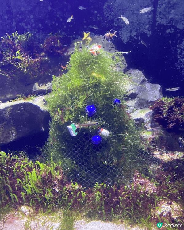 海洋公園嘅館內其實有很多唔顯眼嘅聖誕佈置要細心睇先會見到㗎！