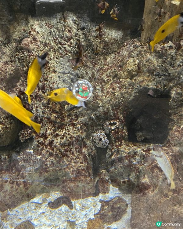 海洋公園嘅館內其實有很多唔顯眼嘅聖誕佈置要細心睇先會見到㗎！