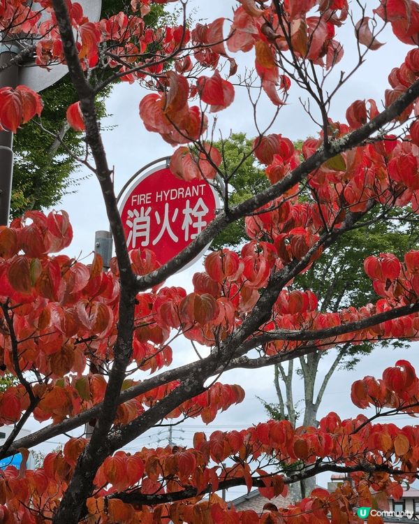 今年十月尾，在東京之行秋了一天到輕井澤探索，剛好是秋葉開始轉...