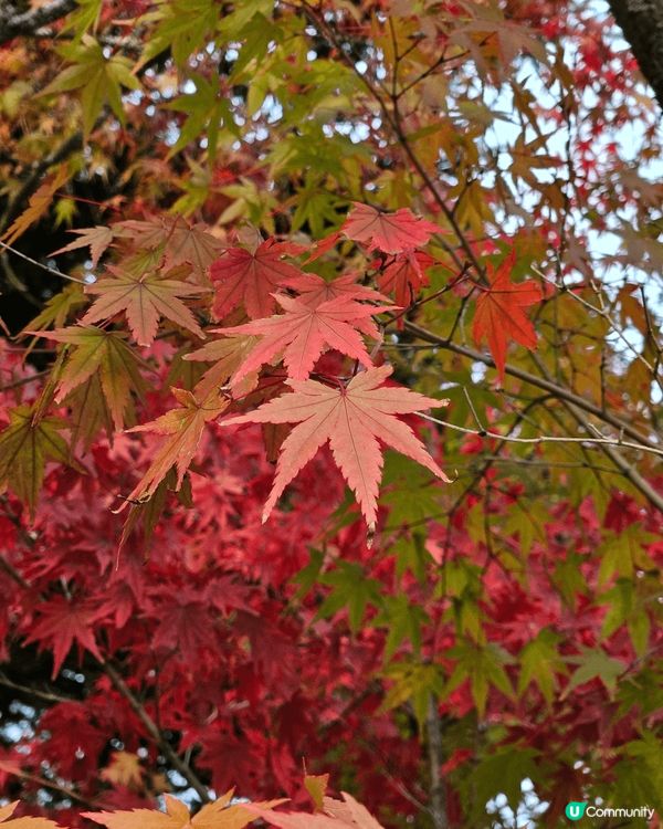 今年十月尾，在東京之行秋了一天到輕井澤探索，剛好是秋葉開始轉...