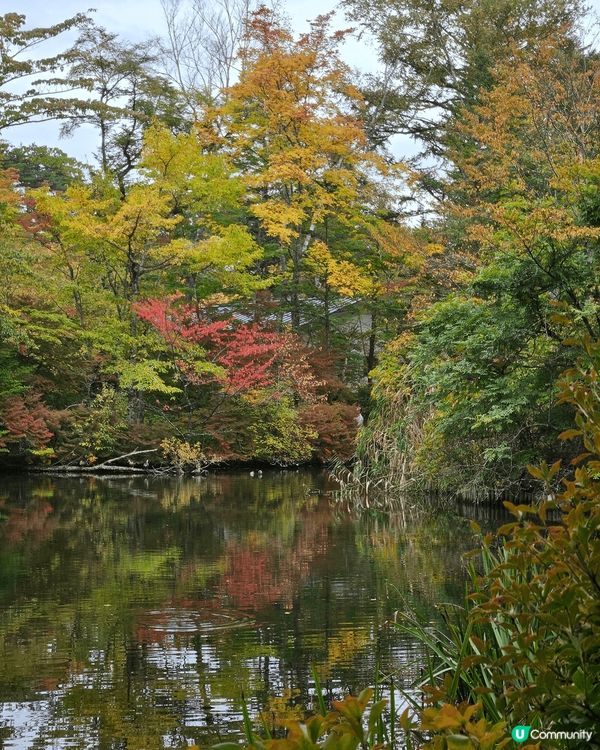 今年十月尾，在東京之行秋了一天到輕井澤探索，剛好是秋葉開始轉...