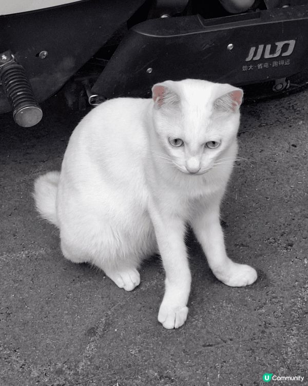 由西九坐高鐵2個鐘（每日九班車)到達潮汕站,用攜程係站外租部...