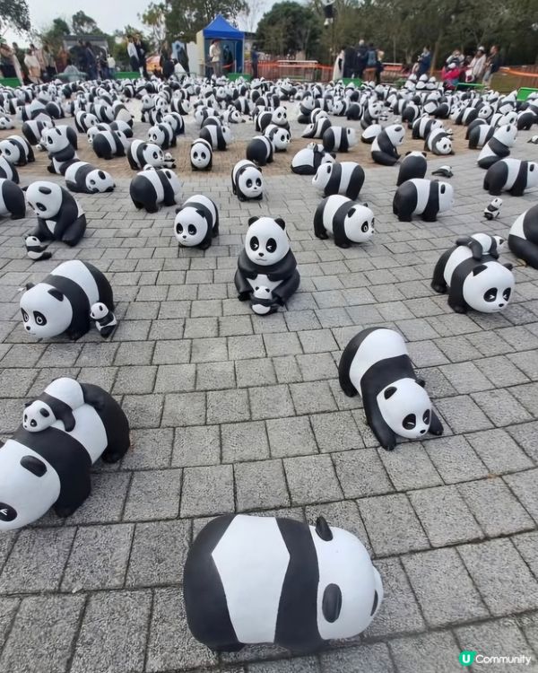 大佛可愛大熊貓🤩