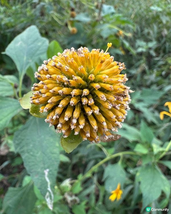 郊遊@紅花嶺公園
