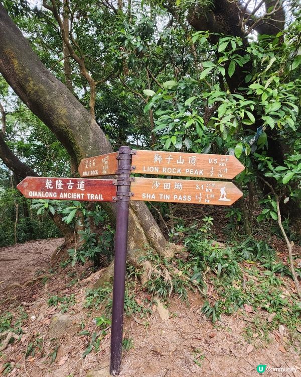 行上獅子山山頂