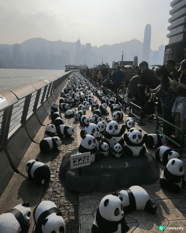 非常高興及興奮地去了尖沙咀星光大道和2500隻熊貓打卡，人多...
