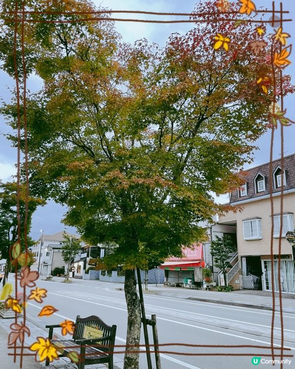 散策遇上變色心型楓葉樹