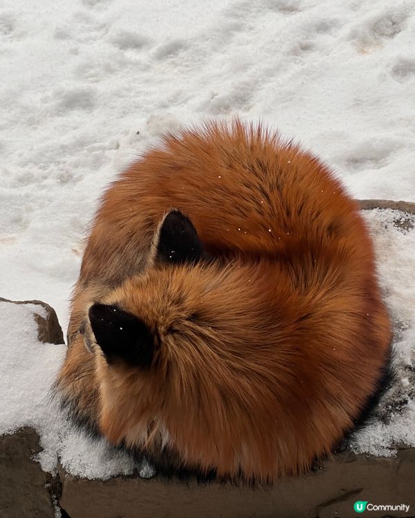 ## 日本藏王狐狸村🦊雪地100隻狐狸！😍