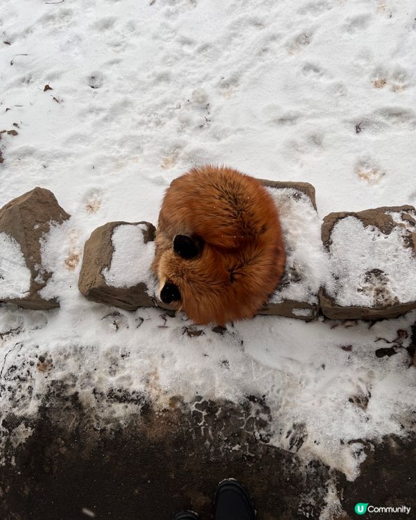 ## 日本藏王狐狸村🦊雪地100隻狐狸！😍