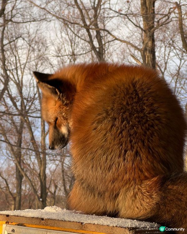 ## 日本藏王狐狸村🦊雪地100隻狐狸！😍