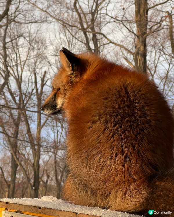 ## 日本藏王狐狸村🦊雪地100隻狐狸！😍