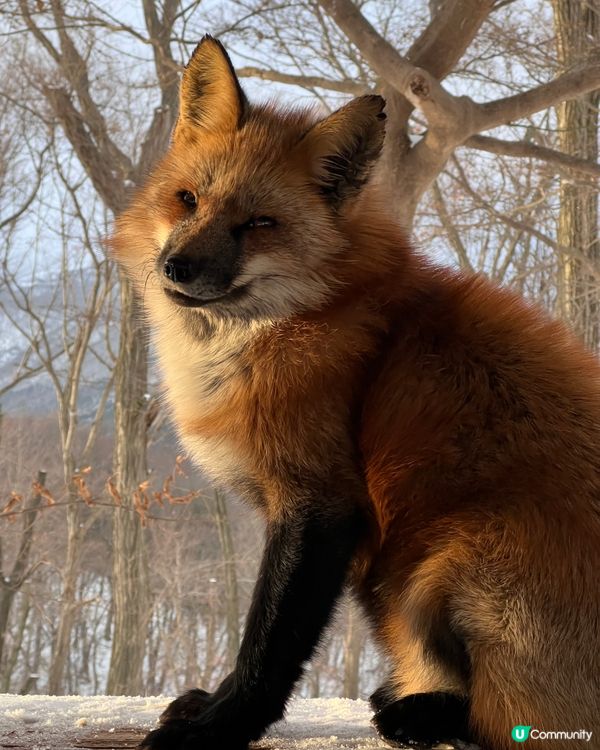 ## 日本藏王狐狸村🦊雪地100隻狐狸！😍
