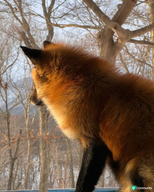 ## 日本藏王狐狸村🦊雪地100隻狐狸！😍