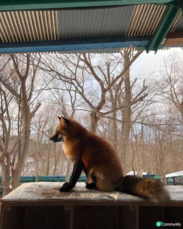 ## 日本藏王狐狸村🦊雪地100隻狐狸！😍