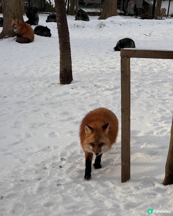 ## 日本藏王狐狸村🦊雪地100隻狐狸！😍