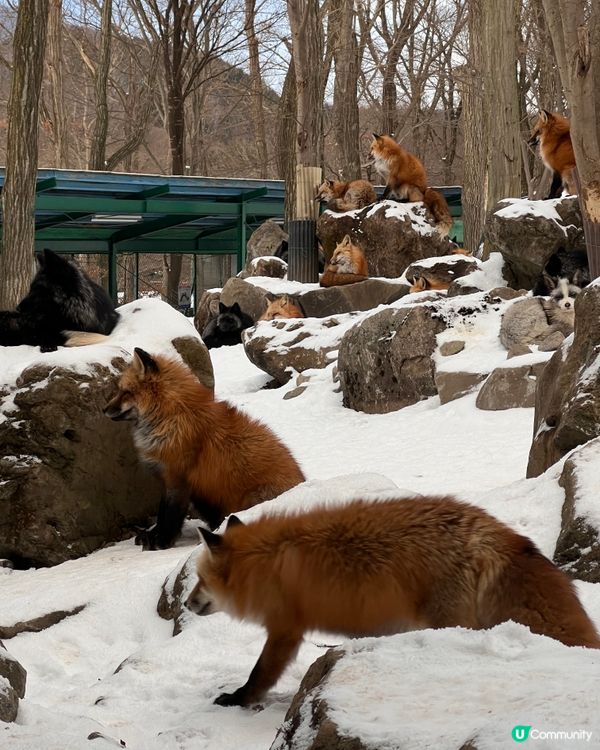 ## 日本藏王狐狸村🦊雪地100隻狐狸！😍