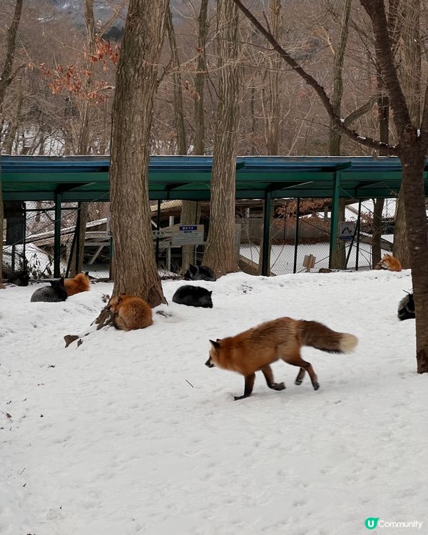 ## 日本藏王狐狸村🦊雪地100隻狐狸！😍