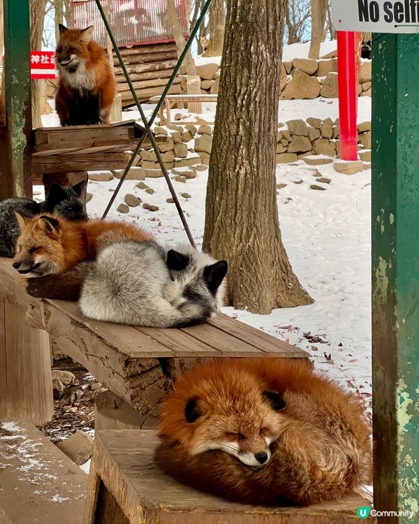 ## 日本藏王狐狸村🦊雪地100隻狐狸！😍