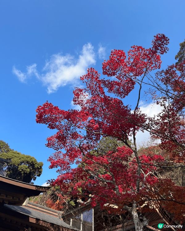 今個冬天日本遲左凍，12月中係福岡仲睇到好靚嘅紅葉，係太宰府...