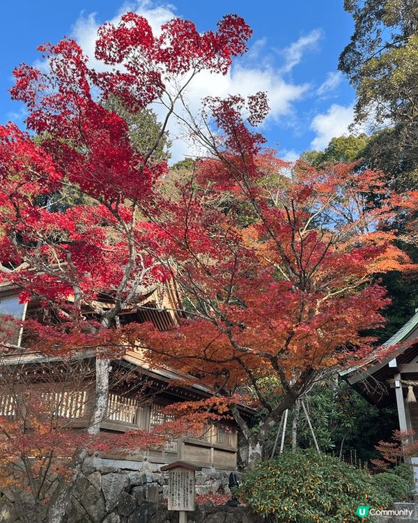 今個冬天日本遲左凍，12月中係福岡仲睇到好靚嘅紅葉，係太宰府...