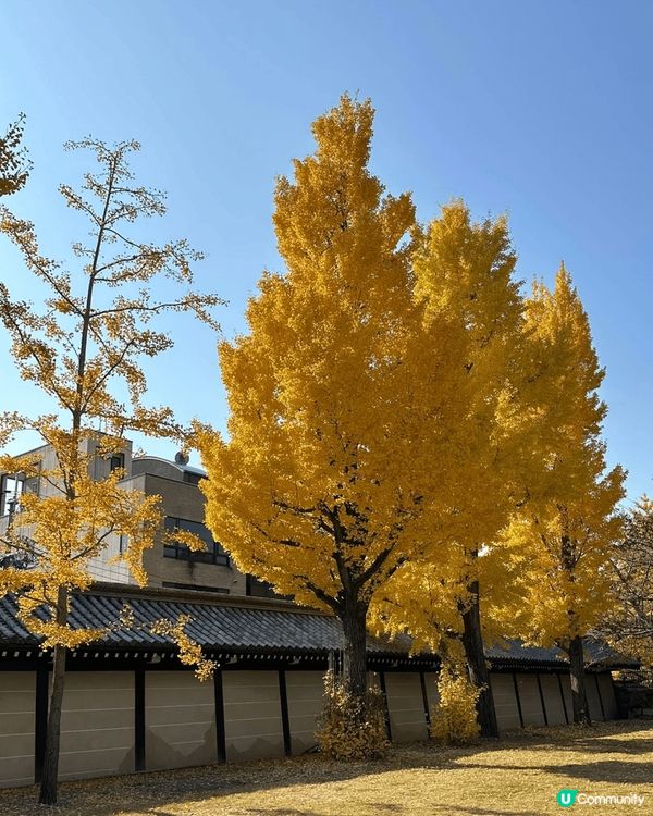 日本真係去極都唔厭嘅地方，今次仲睇到好靚嘅銀杏。東本願寺在京...