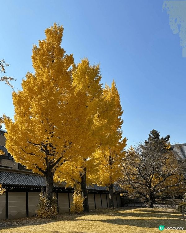 日本真係去極都唔厭嘅地方，今次仲睇到好靚嘅銀杏。東本願寺在京...