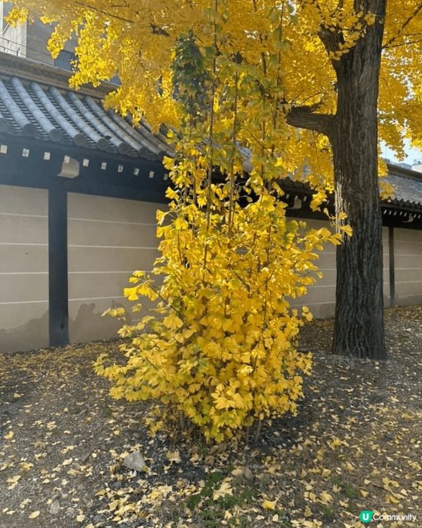 日本真係去極都唔厭嘅地方，今次仲睇到好靚嘅銀杏。東本願寺在京...
